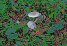 Гриб из Москва