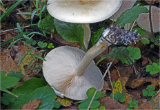 Гриб из Москва