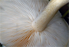 Гриб из Москва