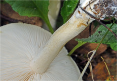 Гриб из Москва