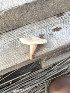 Гриб из Краснодарский край, Темрюкский район, п Ильич