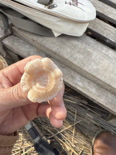 Гриб из Краснодарский край, Темрюкский район, п Ильич