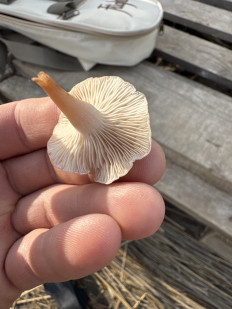 Гриб из Краснодарский край, Темрюкский район, п Ильич