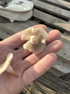 Гриб из Краснодарский край, Темрюкский район, п Ильич