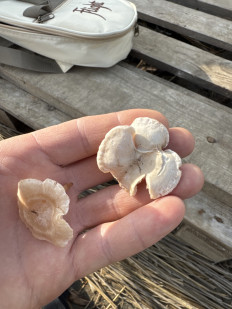 Гриб из Краснодарский край, Темрюкский район, п Ильич