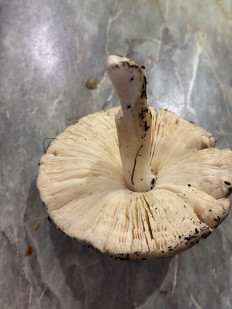 Гриб из Батайск