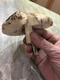 Гриб из Батайск