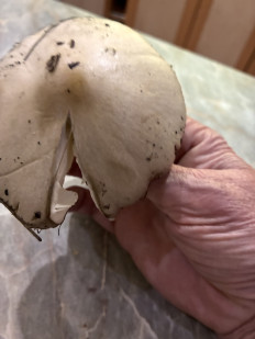 Гриб из Батайск