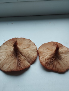 Гриб из Воронеж