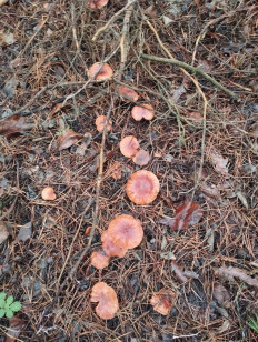 Гриб из Воронеж