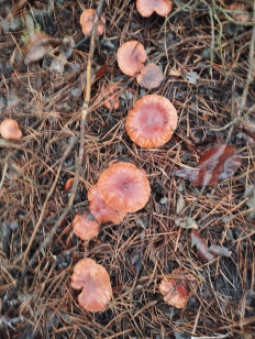 Гриб из Воронеж