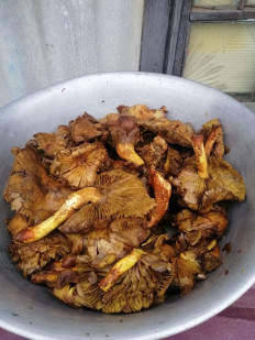 Гриб из Харьковская область, Лозовской район