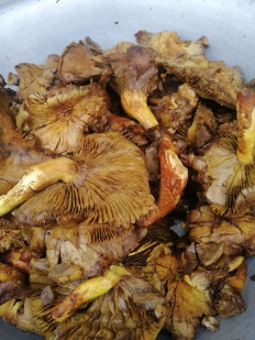 Гриб из Харьковская область, Лозовской район