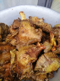 Гриб из Харьковская область, Лозовской район