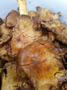 Гриб из Харьковская область, Лозовской район