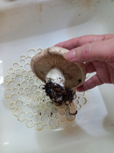 Гриб из Волгодонск