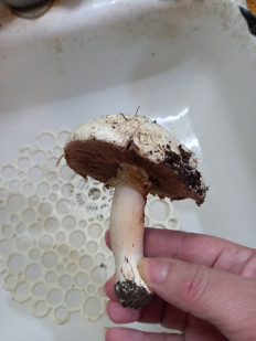 Гриб из Волгодонск