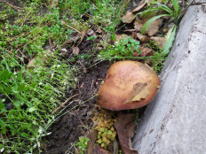 Гриб из Ростов-на-Донк