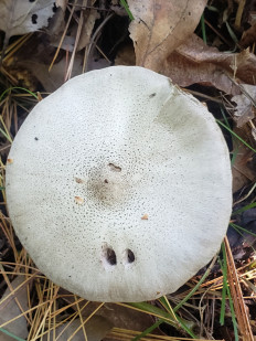 Гриб из Барри Канада