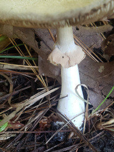 Гриб из Барри Канада