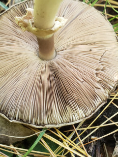 Гриб из Барри Канада