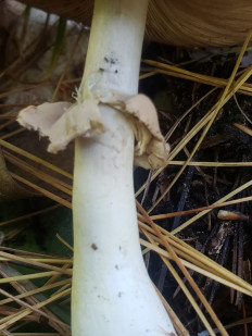 Гриб из Барри Канада