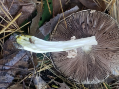 Гриб из Барри Канада