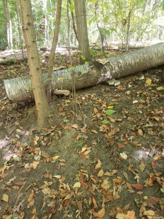 Гриб из Барри Канада