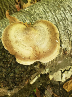 Гриб из Барри Канада