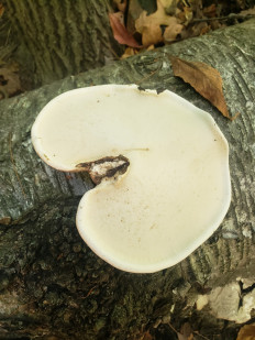 Гриб из Барри Канада