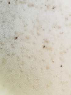 Гриб из Барри Канада