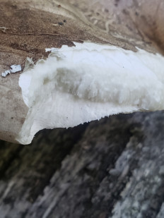 Гриб из Барри Канада