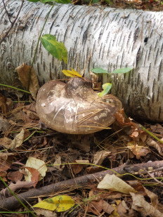 Гриб из Барри Канада