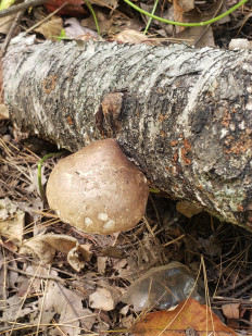 Гриб из Барри Канада