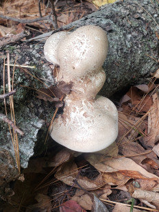 Гриб из Барри Канада