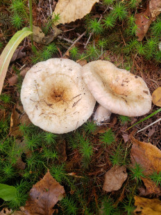 Гриб из Барри Канада