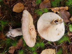 Гриб из Барри Канада