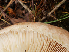 Гриб из Барри Канада