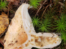 Гриб из Барри Канада