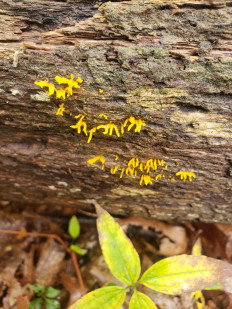 Гриб из Барри Канада