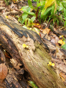 Гриб из Барри Канада