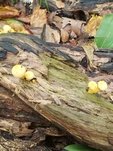 Гриб из Барри Канада