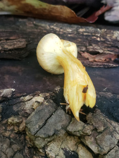 Гриб из Барри Канада