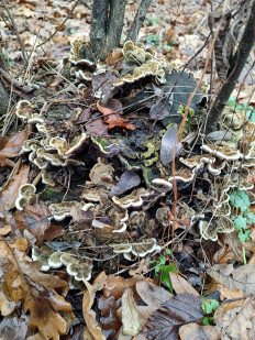 Auricularia mesenterica - Аурикулярия извилистая