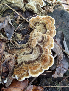 Auricularia mesenterica - Аурикулярия извилистая