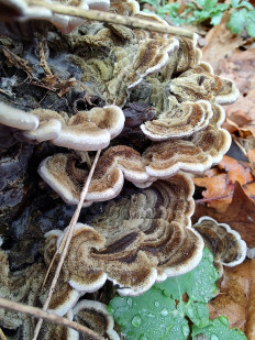 Auricularia mesenterica - Аурикулярия извилистая