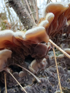 Auricularia mesenterica - Аурикулярия извилистая