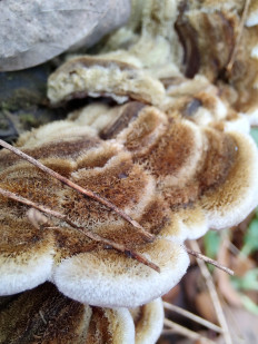 Auricularia mesenterica - Аурикулярия извилистая