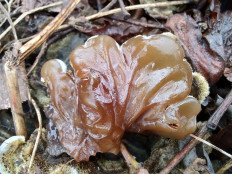 Auricularia mesenterica - Аурикулярия извилистая
