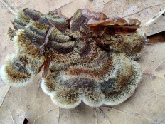 Auricularia mesenterica - Аурикулярия извилистая